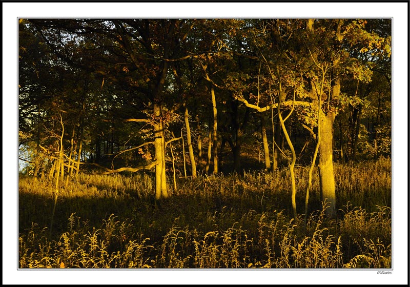 Oak Savannah Awash In Setting Sunlight