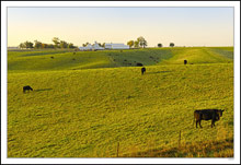 Dappled Sunlight on Rolling Graze