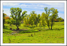 Cattle Oasis