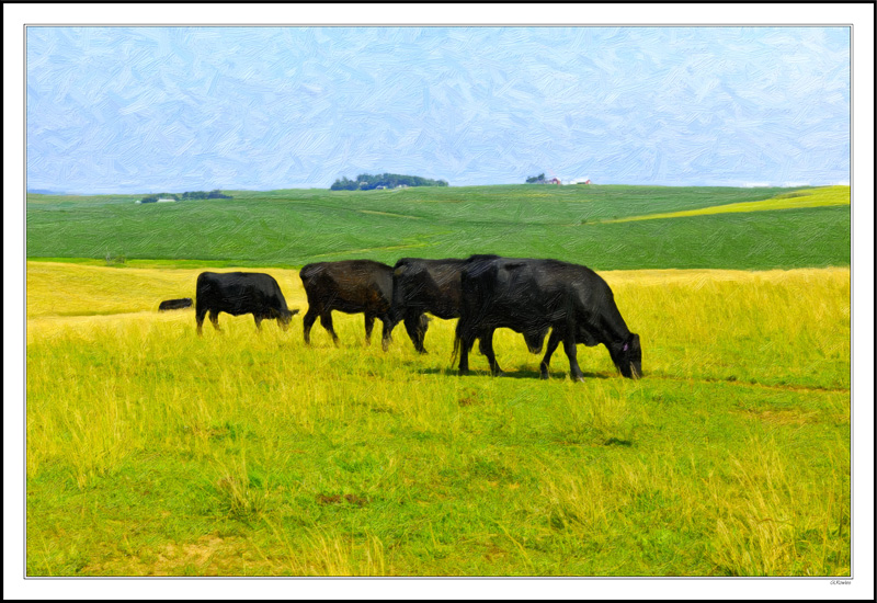 Angus Grazing