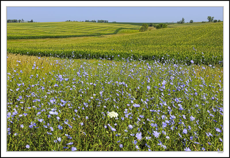 Chickory and Lace at Corn's Edge