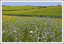 Chickory and Lace at Corn's Edge