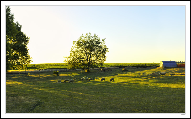 Sunrise Sheep Grazing