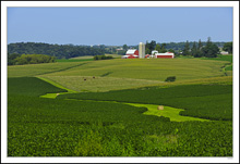 Cattle Graze Near the Green Stream