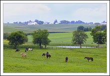 Mist Rising Morning Graze