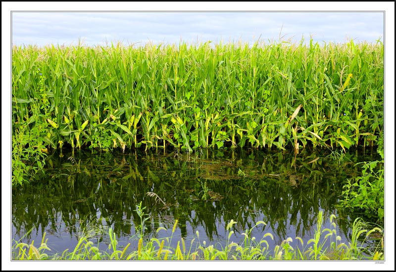 Rainwater Reflections