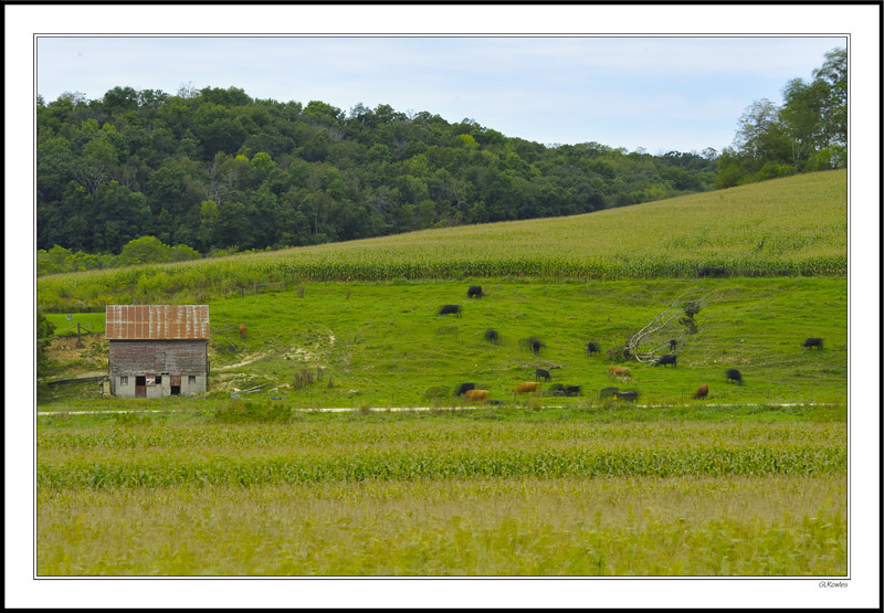 Endless Grazing