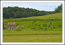 Endless Grazing