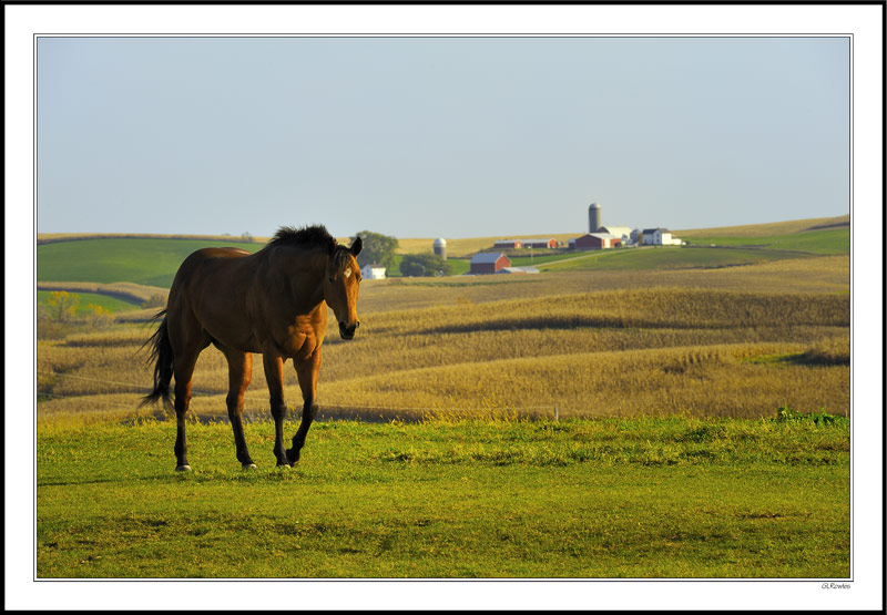 Thoroughbred Elegance