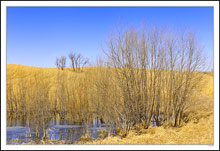 Gold Ridge Pond