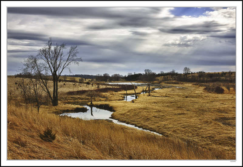 Spungold Meadow