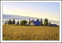 Nestled in the Corn Rows