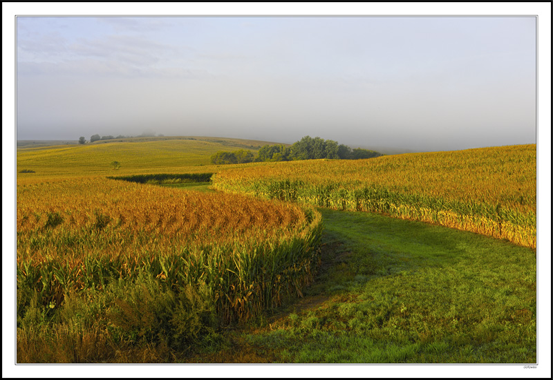 Rolling Fog I