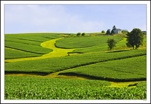 Colorful Crop Islands