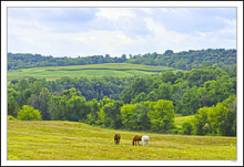 Grazing In Heavenly Rolling Wooded Fields