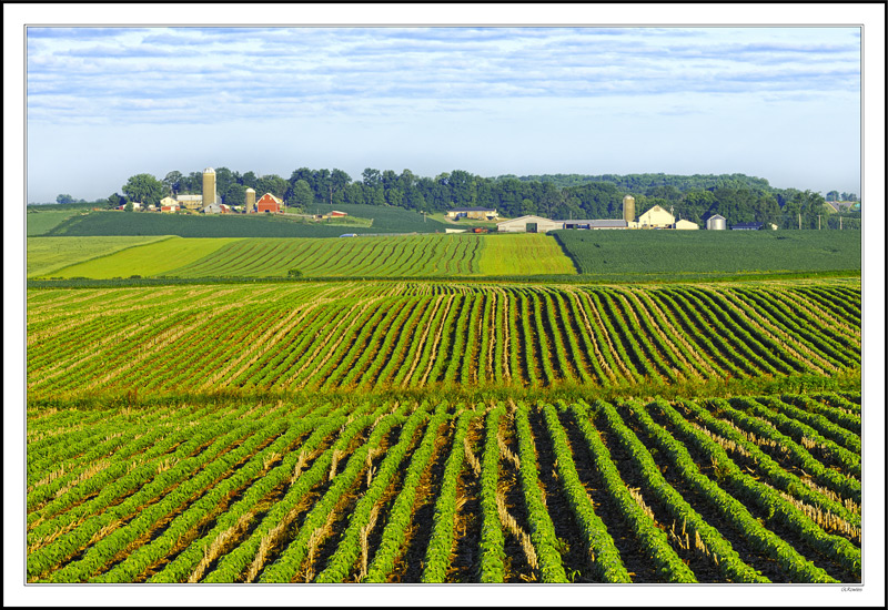 Corduroy Rows Below and Above