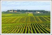 Corduroy Rows Below and Above