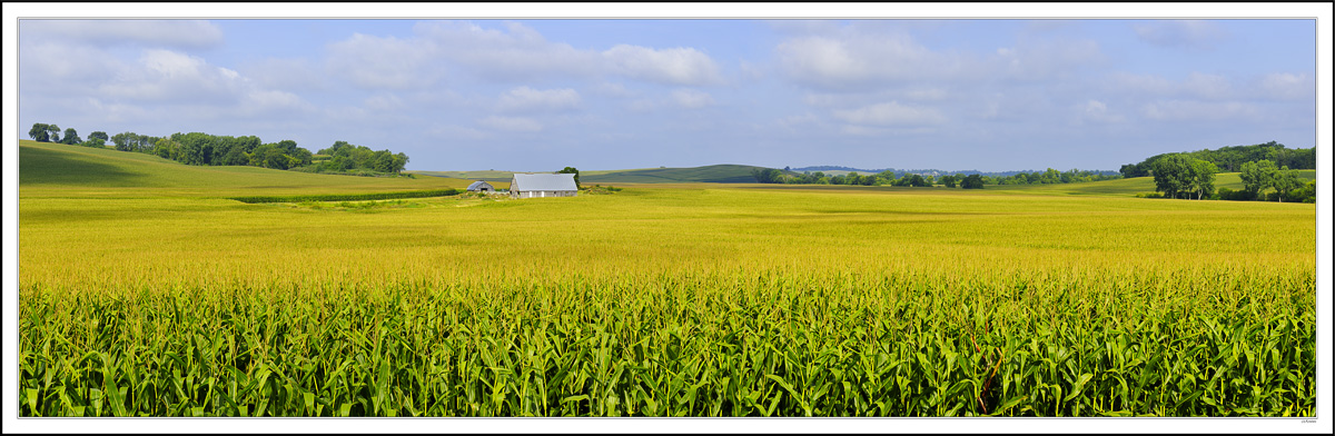 A Great Valley Of Corn