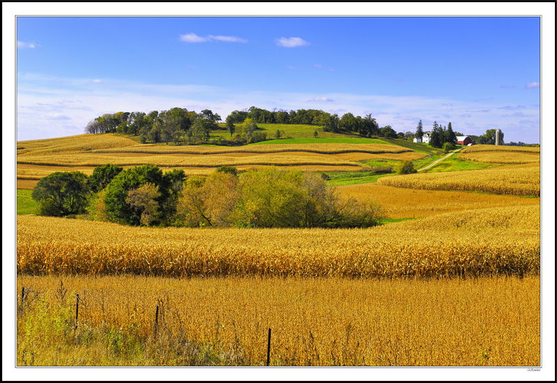 Scalloped Hillside Of Corn, Beans and Windbreaks