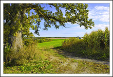 An Oak Valance Charms The Lane