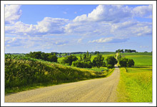 Road, Grove and Rows Beneath A Cotton Sky