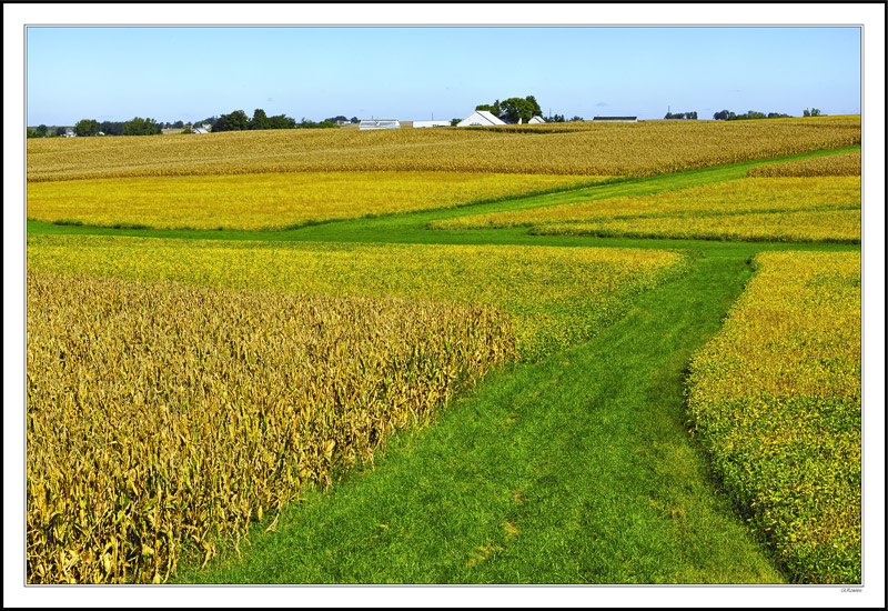 Verdant Pathways