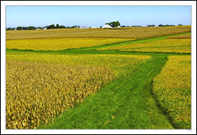 Verdant Pathways