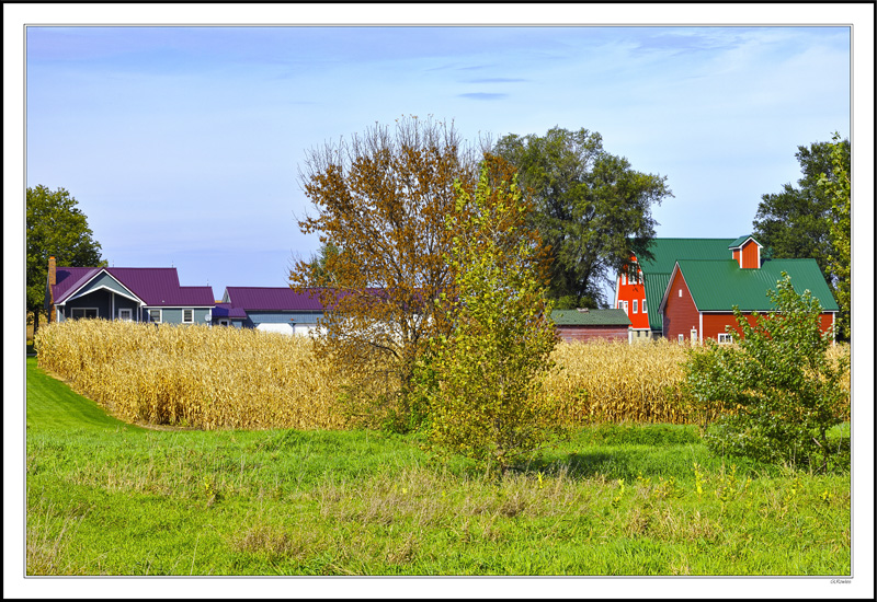 Regal Roofs Above Amber Corn