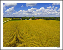 Combed Field Under Cotton Sky