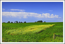 Cumulus Fields And Sky