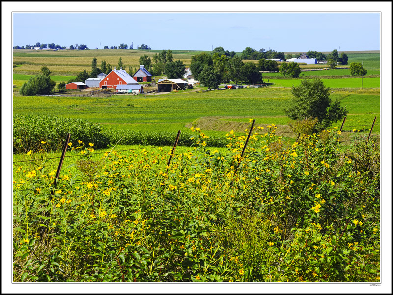 Sunflowers Defy The Barbed Wire