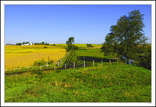 Cattle Paths