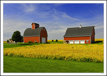 Golden Soy / Red Barns