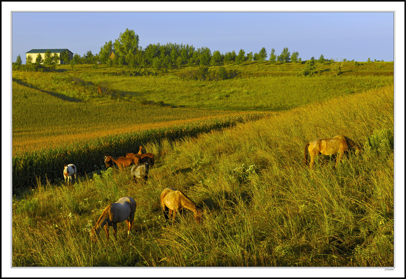 Tuscany In Flyover Country III