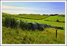 A Parade Of Crops