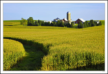 Nestled Windbreak