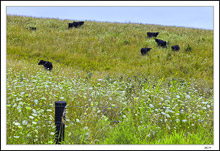 Pastoral Animation