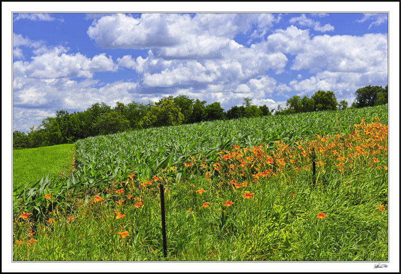 Ditch Lily Valance