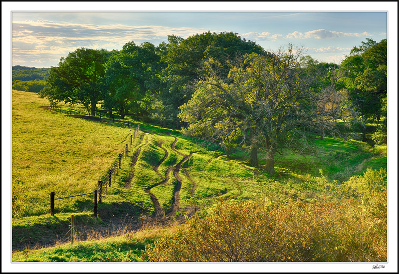 Cattle Contoured Woodland