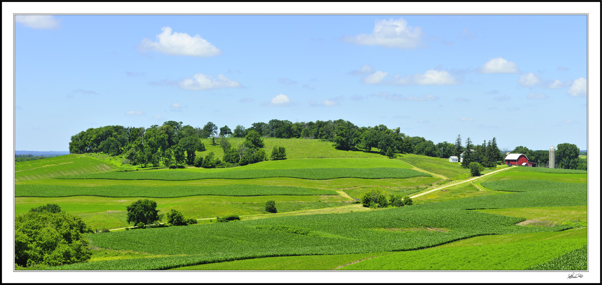 Mid-Summer Fields I