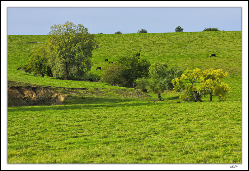 Pastoral Serenity