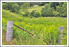 Beyond The Fenceline