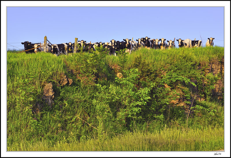 Bovines In The Balcony