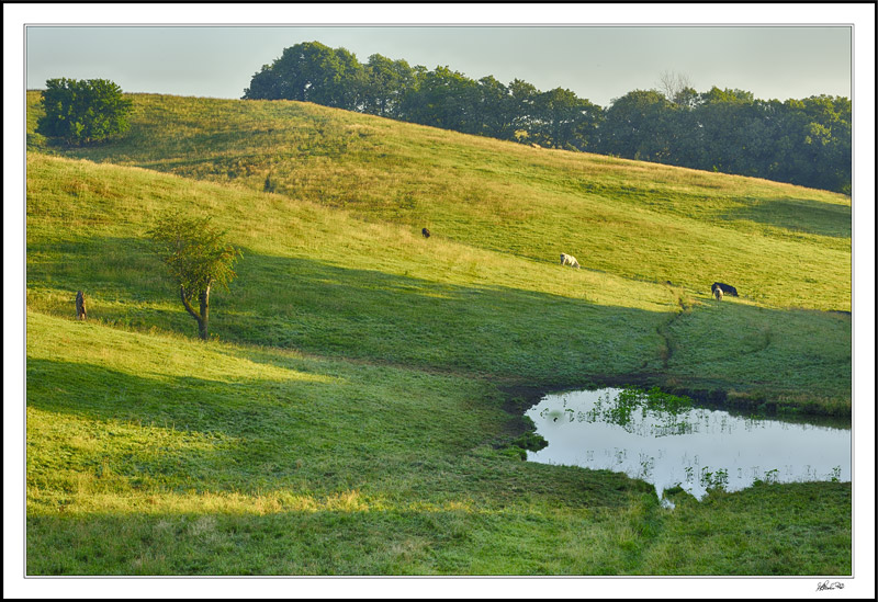 Pastoral Quietude