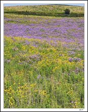 Wildflower Bonanza