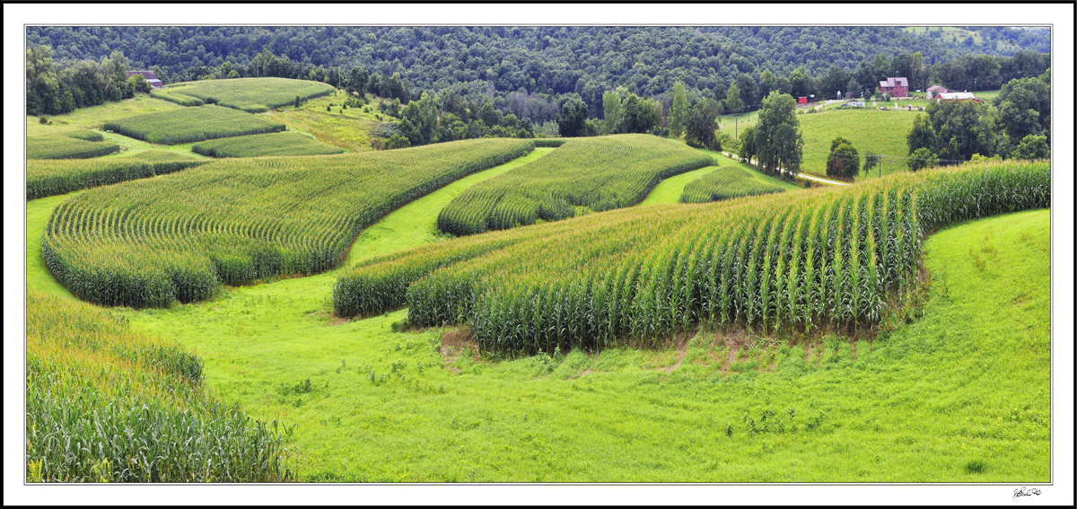 Row Crops Grip The Landscape