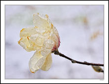 Sudden Winter Return Makes Spring Blush