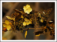 Winter Corsage