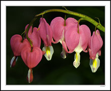 Seven Bleeding Hearts