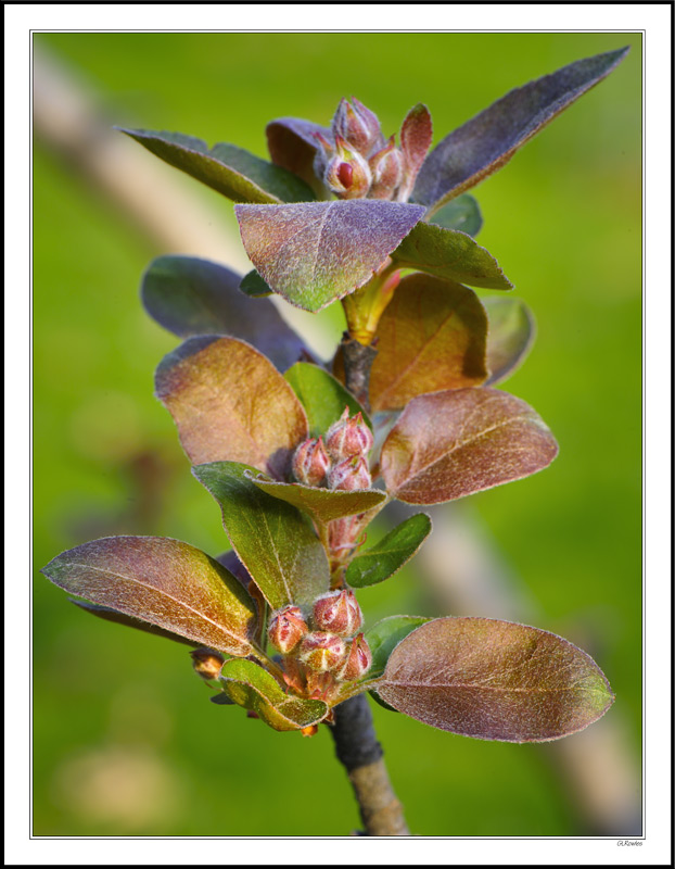 Leather Sprouts